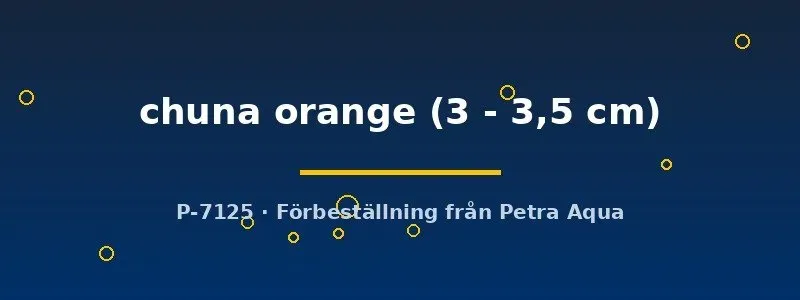 Colisa chuna orange honungsgurami 3–3,5 cm lugn