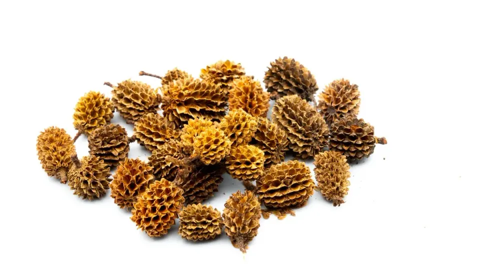 Garnelen TV Premium Casuarina Cones kottar 30 g