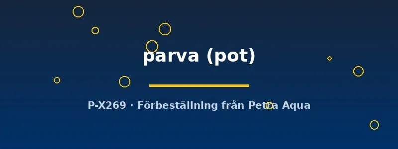 Näsets Ciklidhobby Cryptocoryne parva akvarieväxt pot förgrund