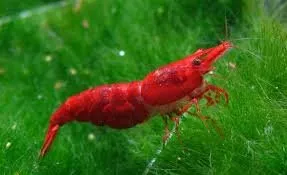 Näsets Red Sakura körsbärsräka Neocaridina röd