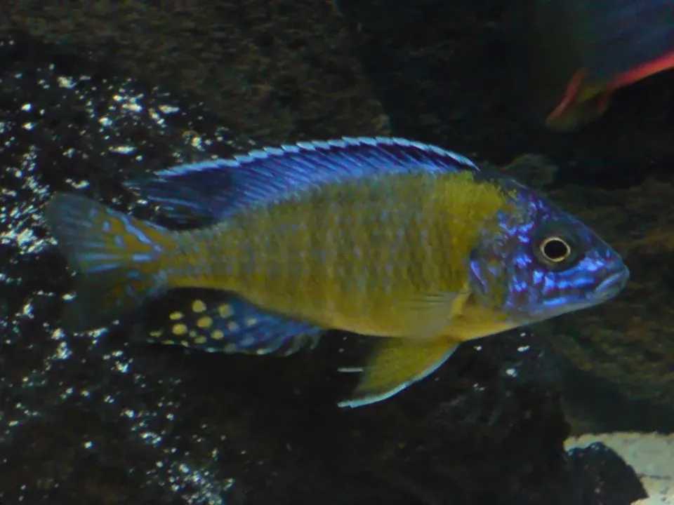 Näsets Ciklidhobby Blue Neon malawiciklid 12–14 cm blå