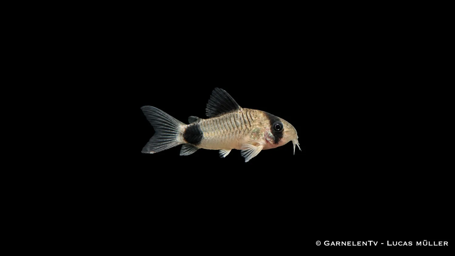 Garnelen TV Panda pansarmal Hoplisoma panda DNZ 4-5 cm