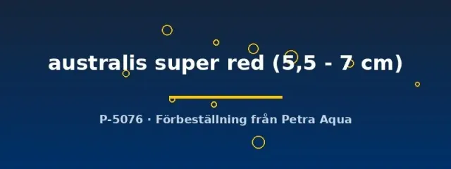 Näsets Ciklidhobby Super Red regnbågsfisk 5,5–7 cm australis