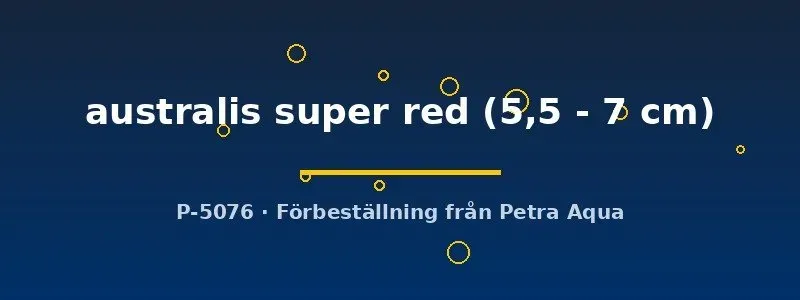 Näsets Ciklidhobby Super Red regnbågsfisk 5,5–7 cm australis