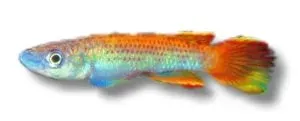 Näsets Ciklidhobby Togo Panchax killifisk 3-5 cm Epiplatys