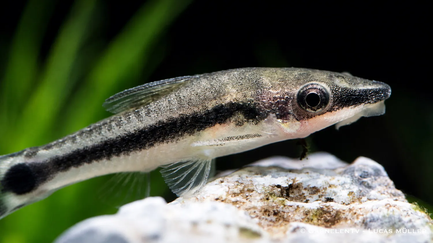 Garnelen TV Otocinclus affinis algätande mal 4–5 cm