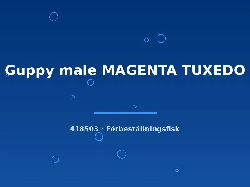Guppy magenta tuxedo hane large sällskapsfisk