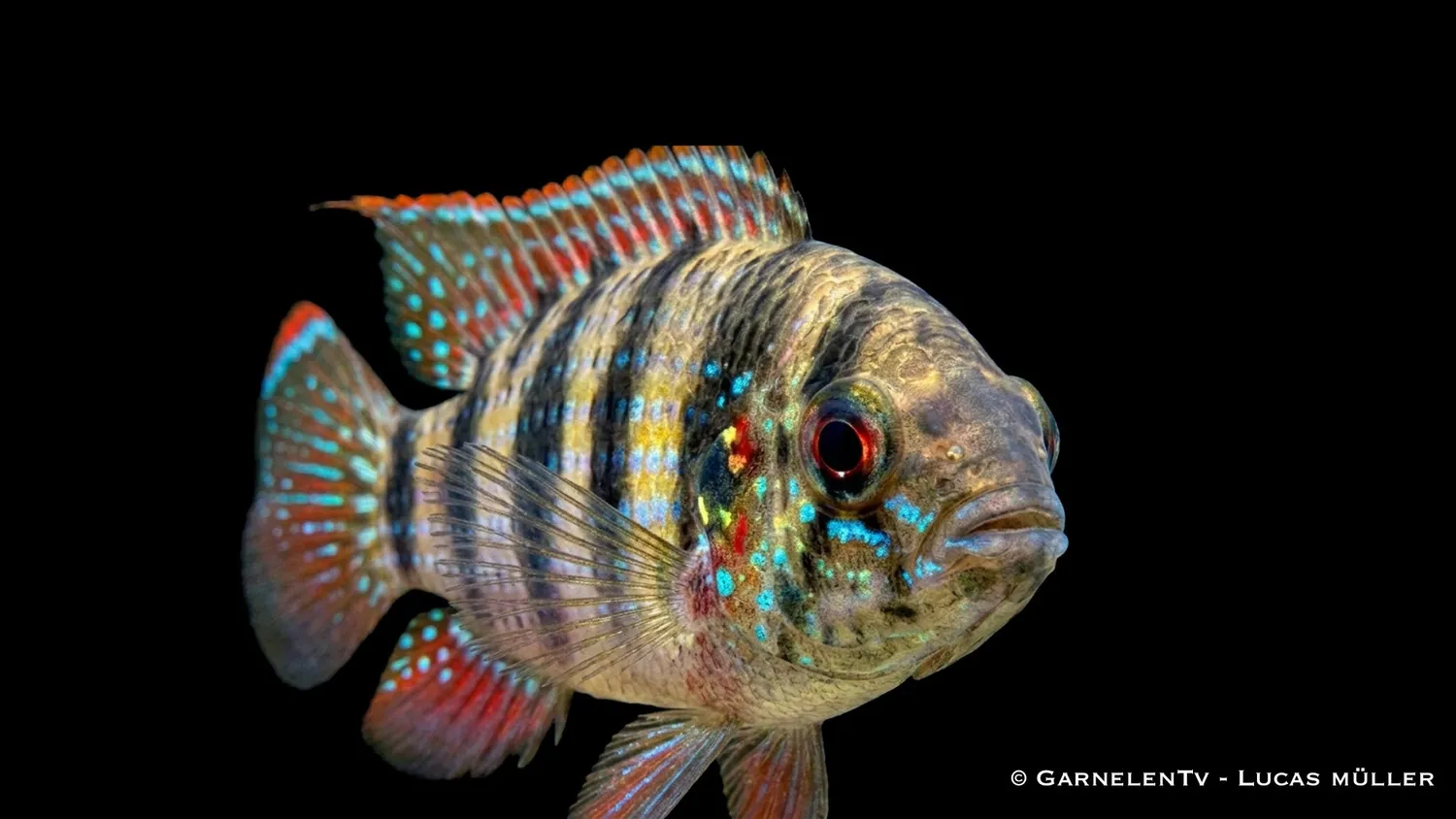 Garnelen TV Anomalochromis thomasi fjärilsciklid par