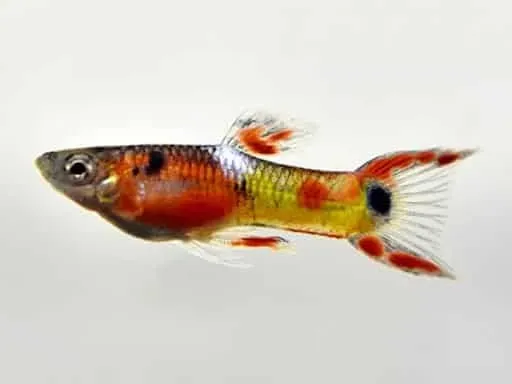 Näsets Ciklidhobby Poecilia Endler red rainbow guppy 2 cm