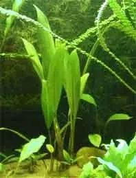 Näsets Ciklidhobby Anubias lanceolata akvarieväxt kruka