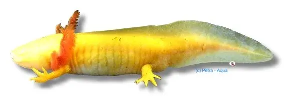 Näsets Ciklidhobby Gold Albino Pearl axolotl 7-10 cm