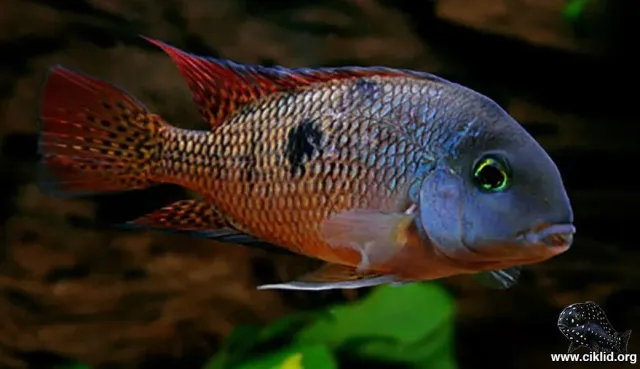 Näsets Nicaraguaciklid Hypsophrys akvariefisk 4–5 cm förbeställning