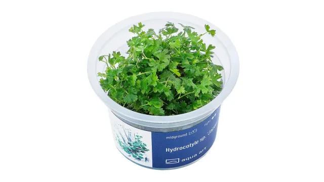 Garnelen TV Hydrocotyle sp. Japan akvarieväxt in vitro grön