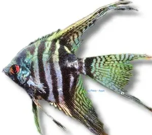 Näsets Ciklidhobby Pterophyllum scalare zebra smoke skalar 5–5,5cm