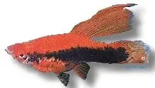 Näsets Ciklidhobby Wien Lyra svärdbärare 4–5 cm levandefödare