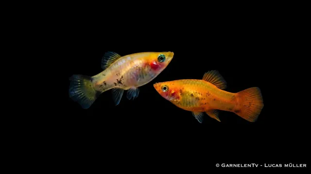 Garnelen TV Platy gold nål akvariefisk Xiphophorus