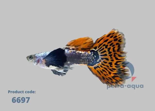 Näsets Ciklidhobby Cobra multicolor elephant ears guppyhane 3–4 cm