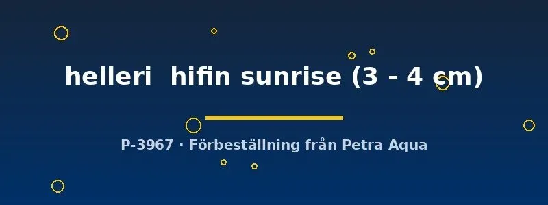 Näsets Ciklidhobby Hifin sunrise svärdbärare 3–4 cm