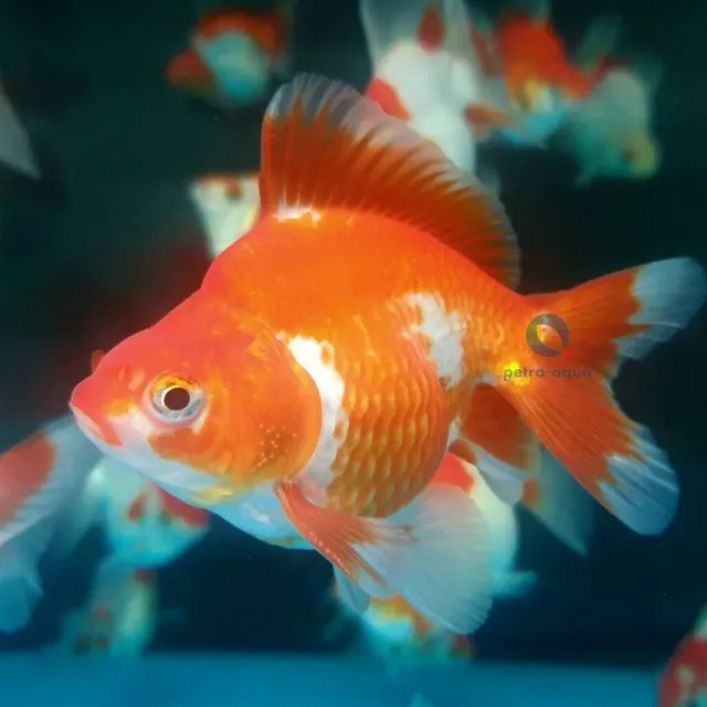 Carassius auratus ryukin röd-vit slöjstjärt 5–6 cm