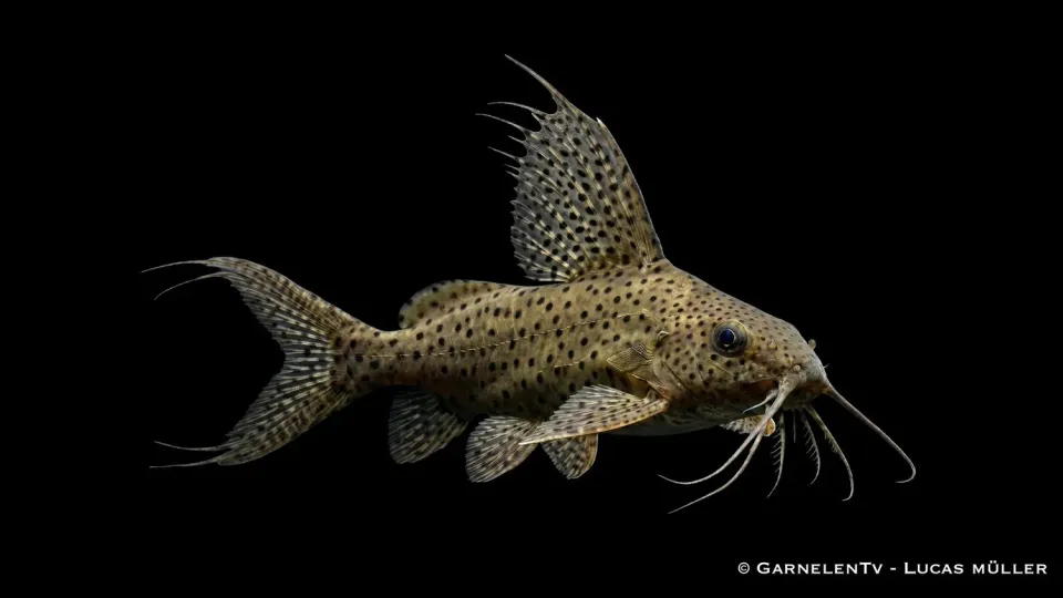 Garnelen TV Synodontis eupterus fiederbartmal
