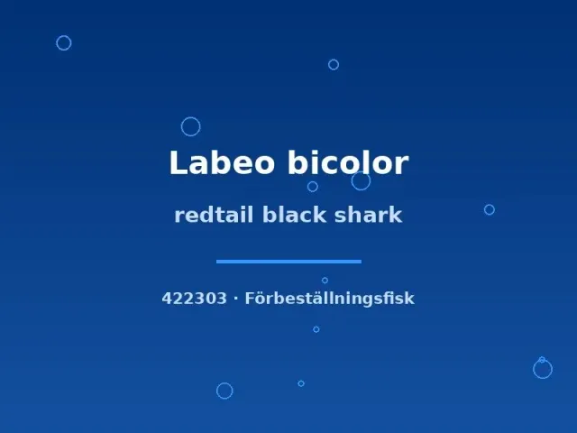 Näsets Ciklidhobby Labeo bicolor hajmal 4–5 cm rödstjärt