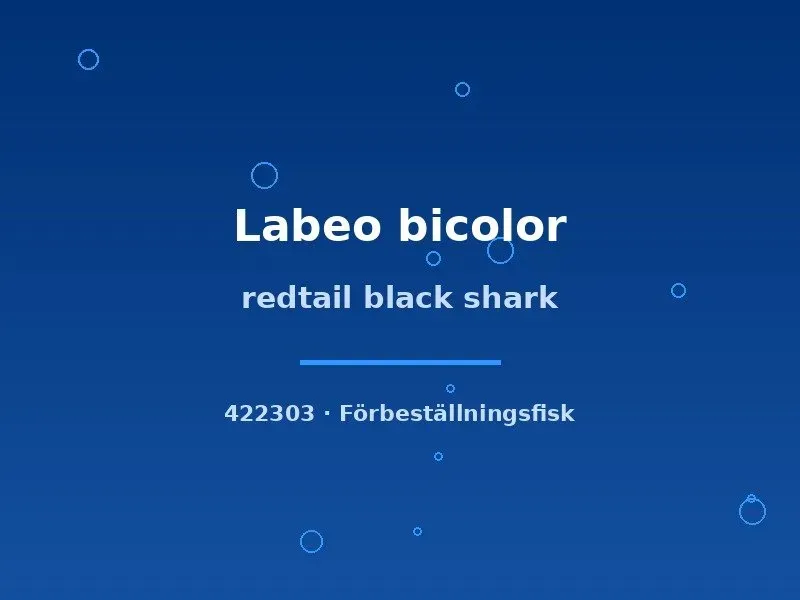 Näsets Ciklidhobby Labeo bicolor hajmal 4–5 cm rödstjärt