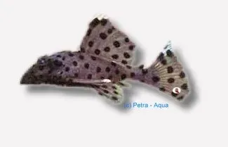 Näsets Ciklidhobby L264 Leporacanthicus joselimai mal 2,5 cm