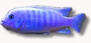 Näsets Ciklidhobby Zebra Blue+Blue Pseudotropheus ciklid 6–7 cm blå
