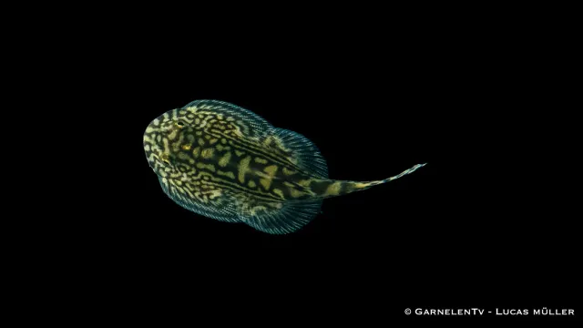 Garnelen TV prachtflossensauger sewellia lineolata algätare