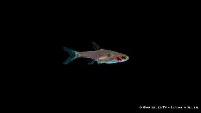 Garnelen TV Boraras merah dvärgrasbora guldfläckig