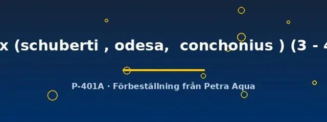 Näsets Ciklidhobby Barbus mix akvariefisk 3–4 cm stimfisk