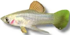 Näsets Ciklidhobby Phallichthys amates levandefödare >2,5 cm