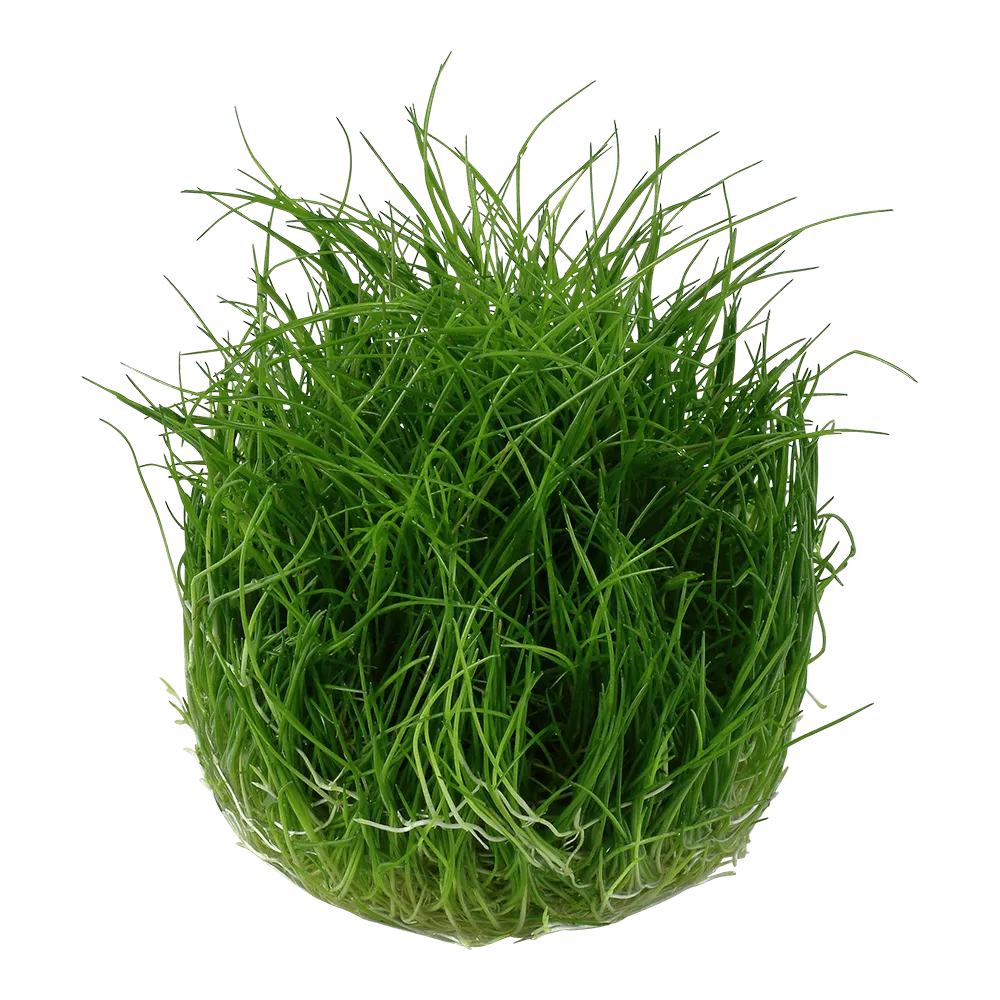 Akvarievalvet Eleocharis acicularis Mini akvarieväxt matta