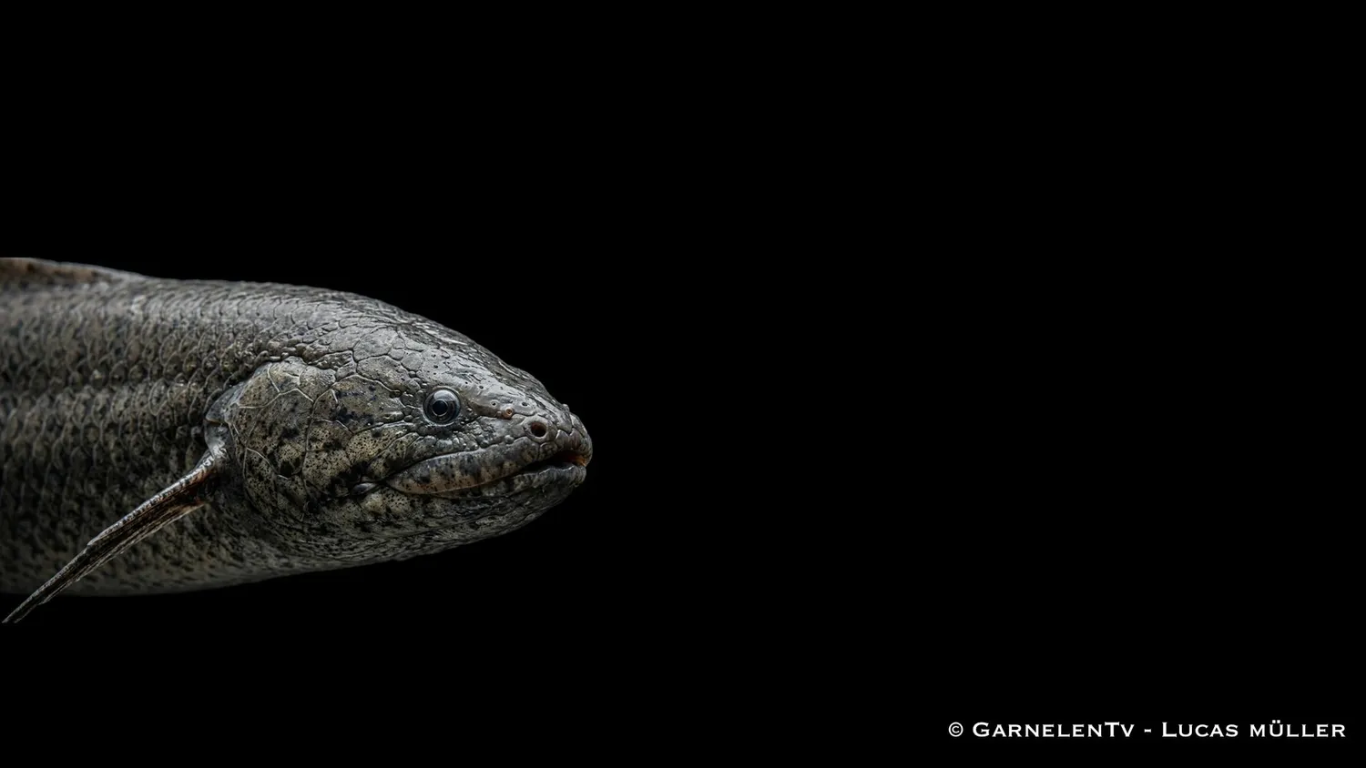 Garnelen TV Protopterus annectens lungfisk stor