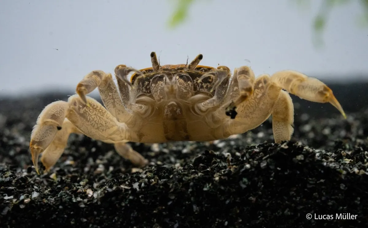 Garnelen TV Potamocypoda pugil akvariekrabba dvärgghost