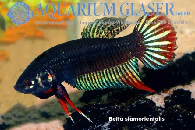 Näsets Ciklidhobby Betta sp. Mahachai wild kampfisk lg