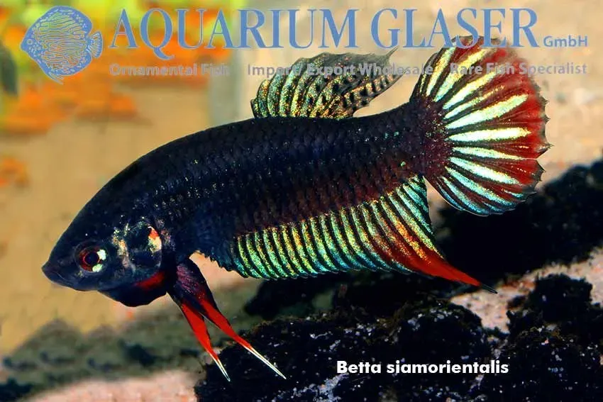 Näsets Ciklidhobby Betta sp. Mahachai wild kampfisk lg
