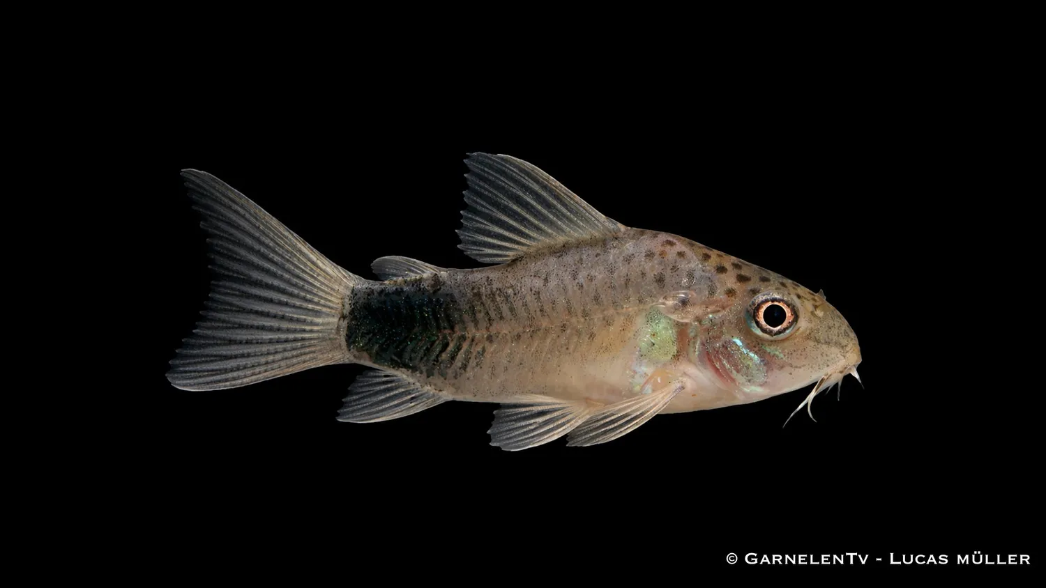 Garnelen TV Similis pansarmal bottenfisk Hoplisoma similis