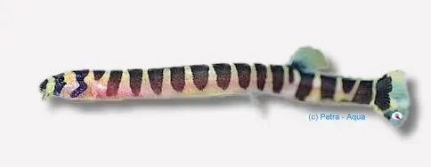 Näsets Ciklidhobby Notopterus notopterus knivfisk 12–15 cm