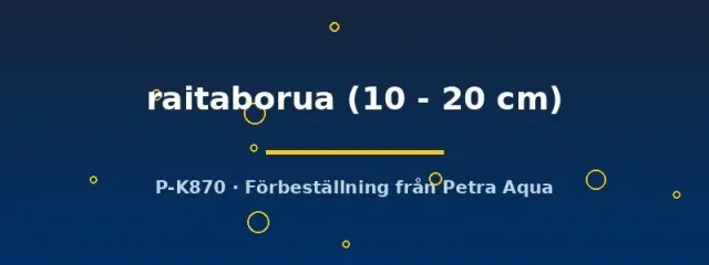 Näsets Ciklidhobby Moringua raitaborua ål 10–20 cm