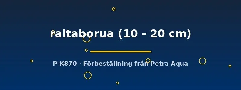 Näsets Ciklidhobby Moringua raitaborua ål 10–20 cm