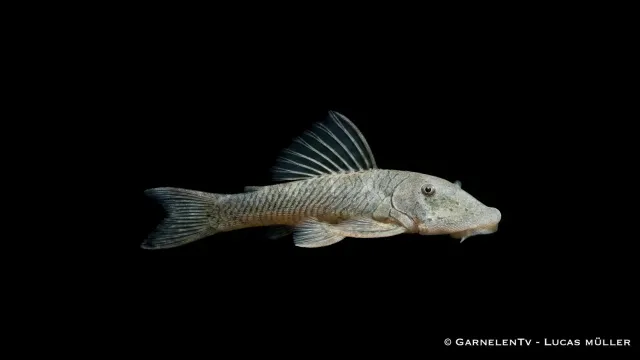 Garnelen TV Gebirgsbachwels Chaetostoma thomasi mal algätare