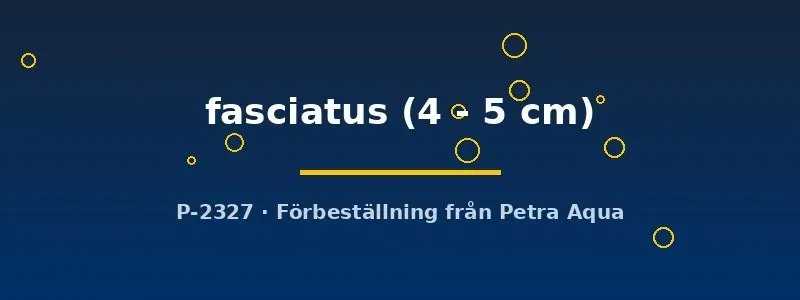 Metynnis fasciatus stimfisk 4–5 cm silver dollar