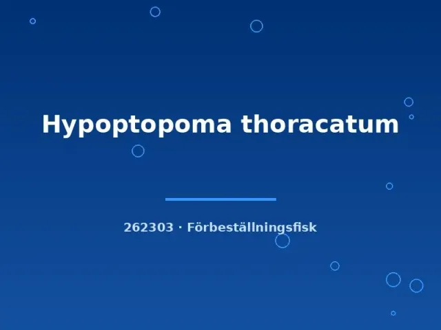 Hypoptopoma thoracatum akvariefisk 4–6 cm lugn bottenfisk