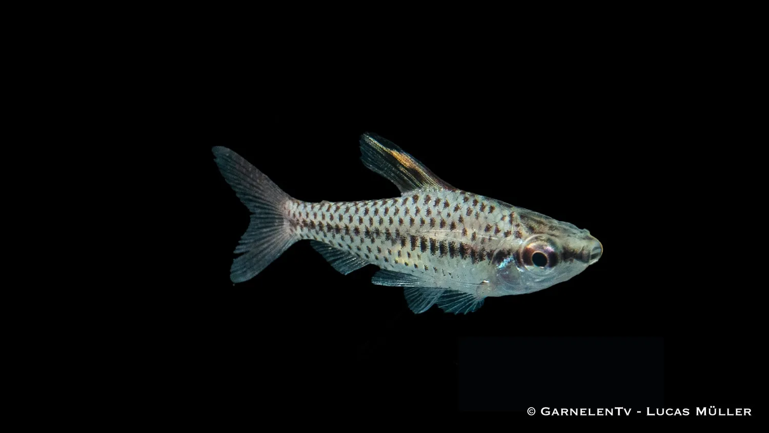 Garnelen TV Kopfsteher Chilodus gracilis stimfisk 10-12 cm