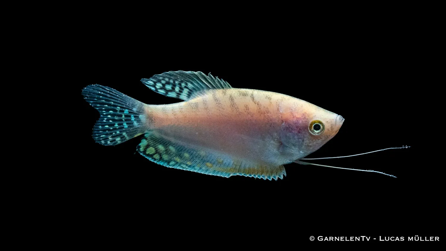 Garnelen TV Prickig Opal Trichogaster trichopterus trådgurami