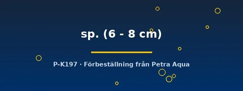 Näsets Ciklidhobby Peckoltia L008 mal 6–8 cm förbeställning