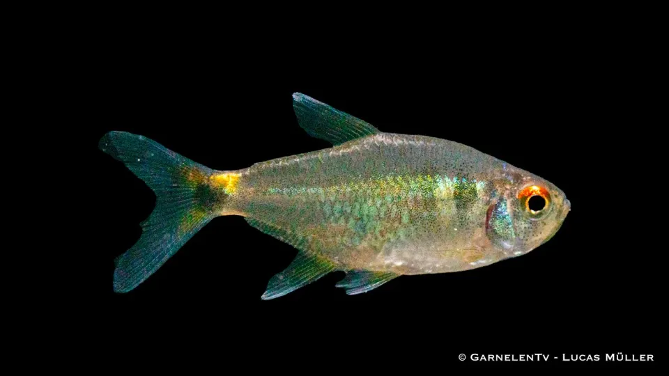 Garnelen TV Laternenträger Hemigrammus ocellifer stimfisk