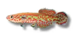 Näsets Ciklidhobby Aphyosemion gardneri killifisk 3–4 cm färgstark