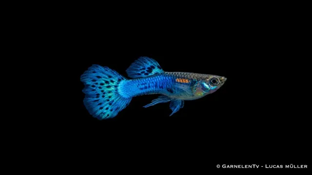 Garnelen TV Blue Glass guppyhane 3–4 cm